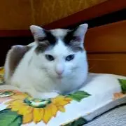 だりゅだりゅの画像