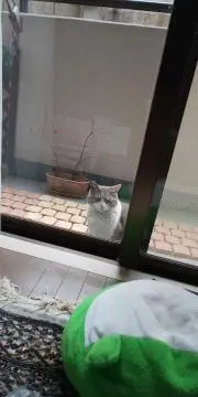 ぴょんちゃん