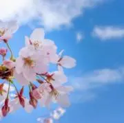 めいこの画像