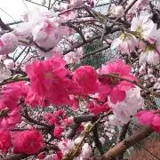 まなみの画像