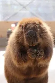 グロイシの画像