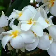 Plumeria keʻokeʻoの画像