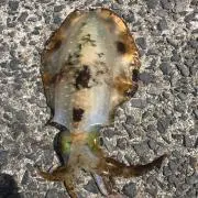 つかさ