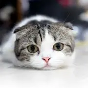 犬