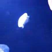たかひ