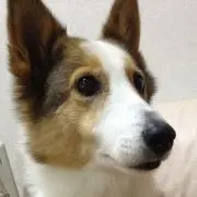 TARO