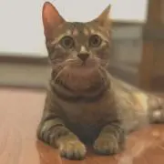 ハムオ