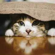 猫さん