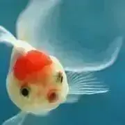 yupacの画像