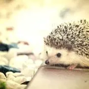 あやかの画像