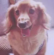 ふうの画像