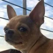 ネッツ