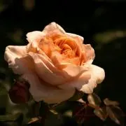 ちゅん