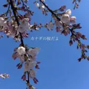 up♪※ プロフ必読願の画像