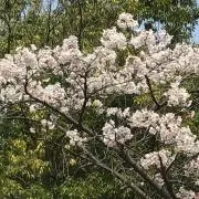 フミ君