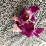 koharu /プロフ必読！の画像