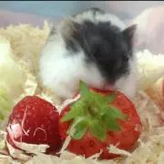りーちゃんの画像