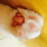 バズの画像
