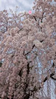 hiyuの画像