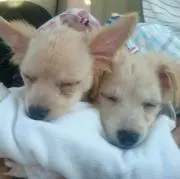 えり