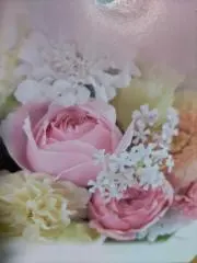 ふわりんりゅの画像