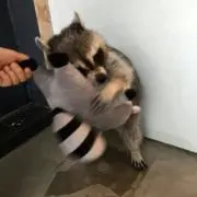tokujyo