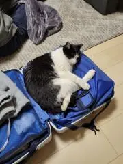 わーすたの画像