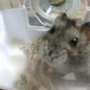 ときの画像