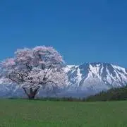 チキンボールの画像