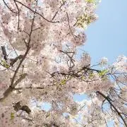 miuの画像