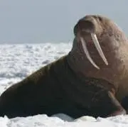 セロテープマニア