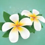 プルの画像