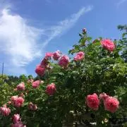 makikouの画像