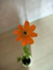 コスモスの画像