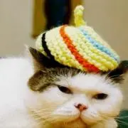 にゃーにゃーだんの画像