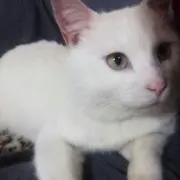 Noelの画像