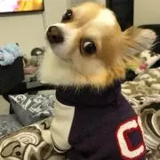ヨコハマのユーの画像