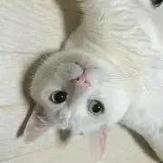 まこの画像