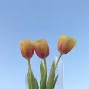 pochaの画像