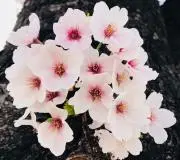 花の画像