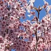 ayumiの画像
