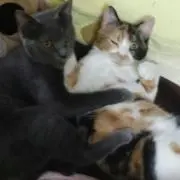 おちゃま