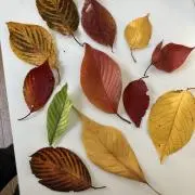 シロマルの画像