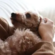 sou
