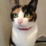 新品・美品】クリスタルボウル8インチ音階C フロスト - メルカリ