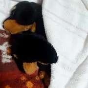 やっすん