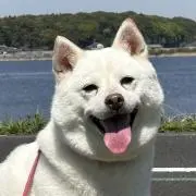 MilkShiba Storeの画像