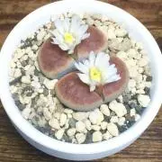 ぴょろすの画像