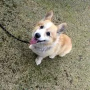 ろんろんの画像