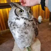 トリの画像